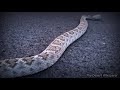 Western Diamondback Rattlesnake sleeping on the road.