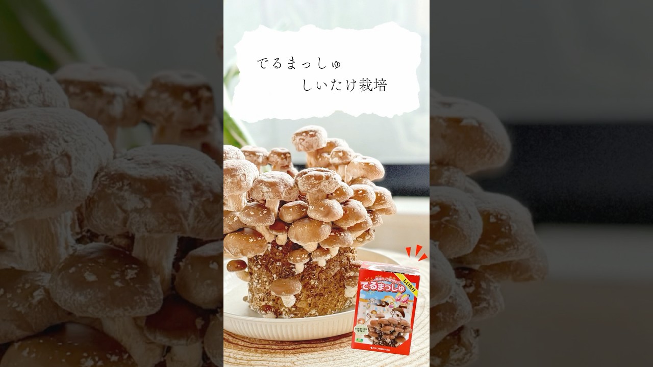 園芸ネット本店｜きのこ栽培セット：でるまっしゅ しいたけ の通販【公式】