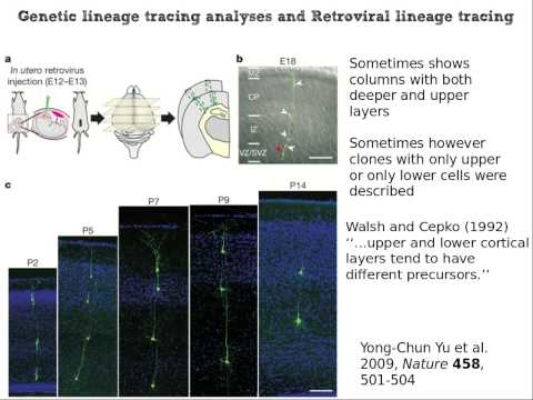 Video: Uno Schermo Genetico Anteriore Con Un Topo Reporter Talamocortico Assone Produce Nuovi Mutanti Del Neurosviluppo E Un Distinto Fenotipo Mutante Emx2