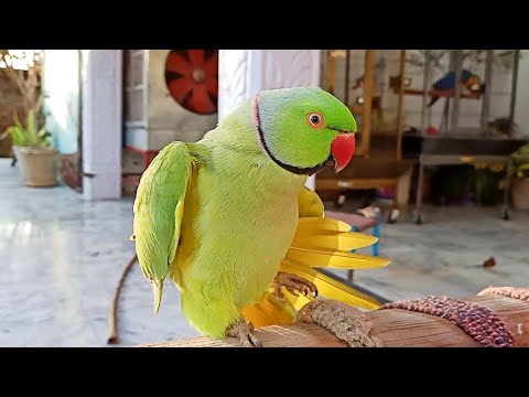 talking-indian-ringneck-parrot-making-cute-noises