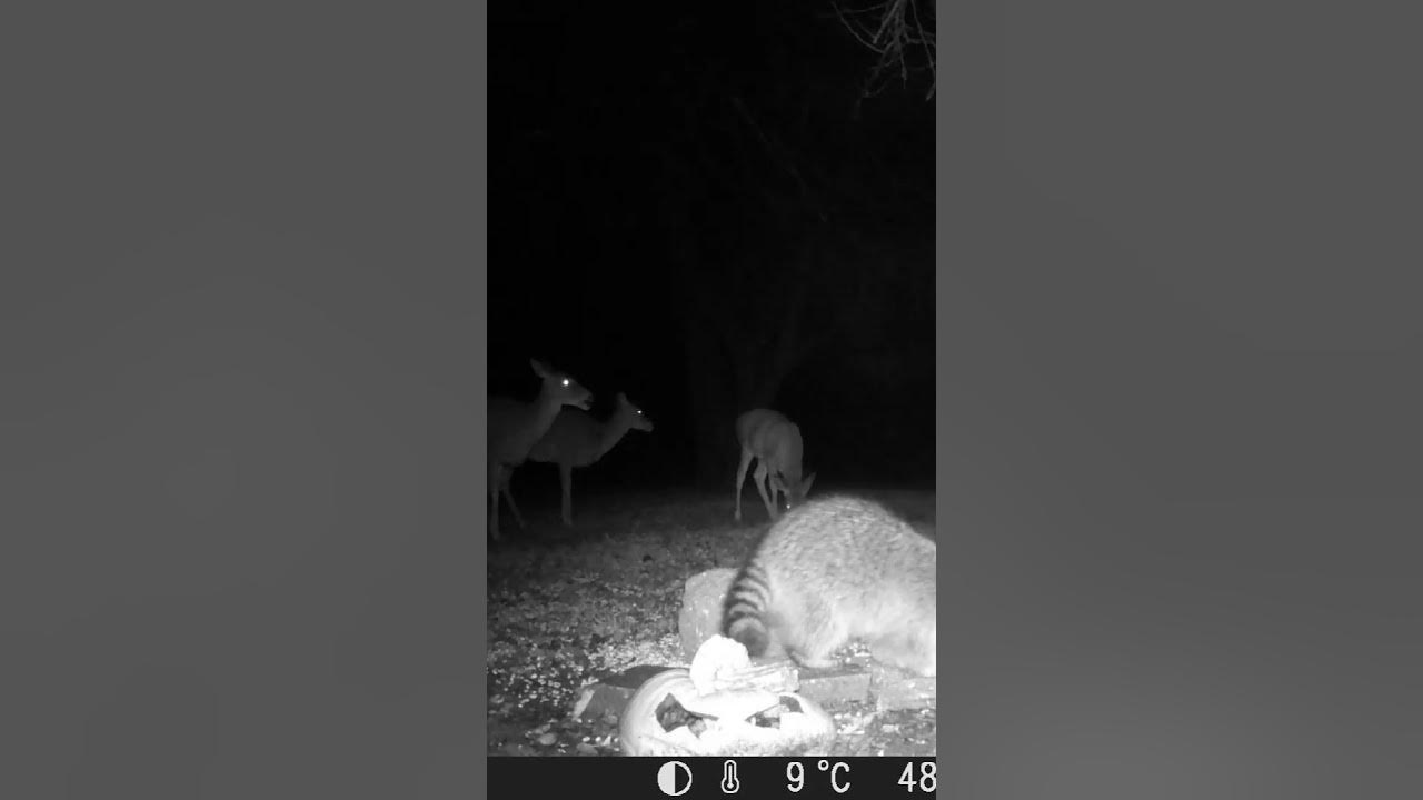look-at-all-the-deer-with-a-cute-fluffy-raccoon-in-front-youtube