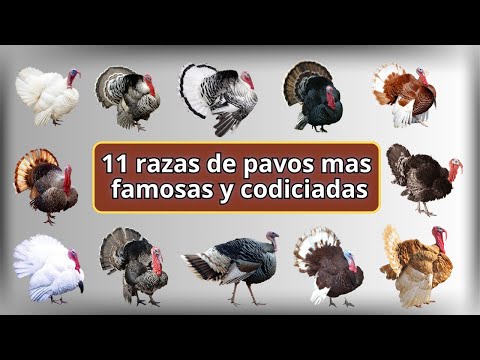 Video: ¿Cuál es la diferencia entre un pavo blanco y un pavo negro?