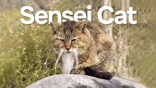 Sensei Cat Original Vs Meme Chinese Cat Meme