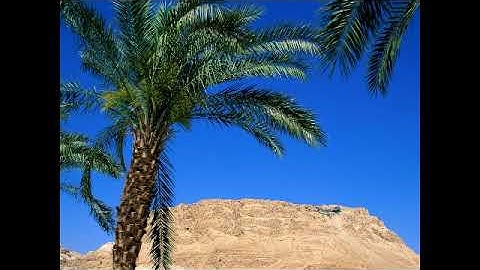 سورة البقرة بصوت القارئ عباس إمام جمعة