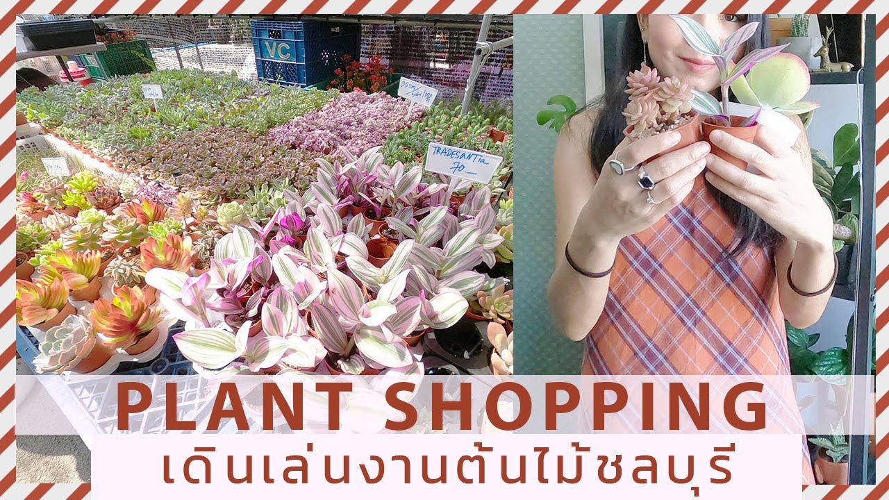 เดินงานต้นไม้ชลบุรี ซื้อต้นไม้ปลูกในห้อง