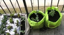 How to Make a Garden at Your Apartment or Condo for $15 EZ