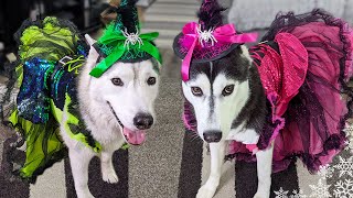My Husky Trying On Halloween Dog Costumes! Which One Is Your Favorite?