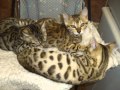 Cheetoh Kittens | Collection Of Cat Pictures の動画、YouTube動画。