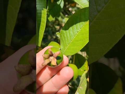 ভিডিও: গুয়াভেতে পুয়ের্তো রিকোর রুটা দেল লেচন আবিষ্কার করা