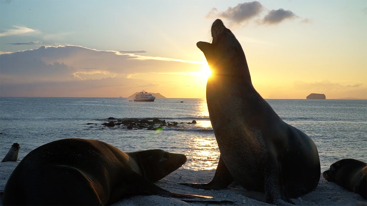 galapagos cruise video