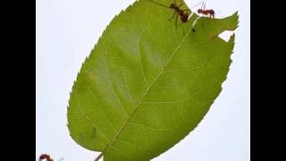 Leafcutter ants harvesting a leaf 🌿🐜 ⠀
