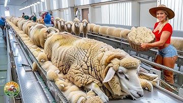 How Millions of Sheep Are Processed – Incredible Sheep Wool and Meat Farming & Processing In Factory