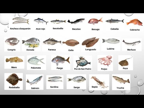 Video: Los tipos de pescado rojo más comunes