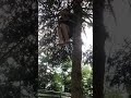 Nicothec stuck in another tree