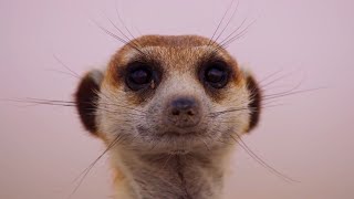 Meerkat Pups Get Left Behind Dynasties II BBC Earth
