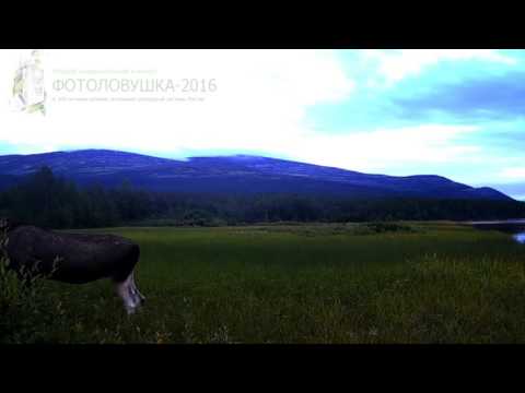 ID1047/Лапландский заповедникКопытные/Лось бычок
