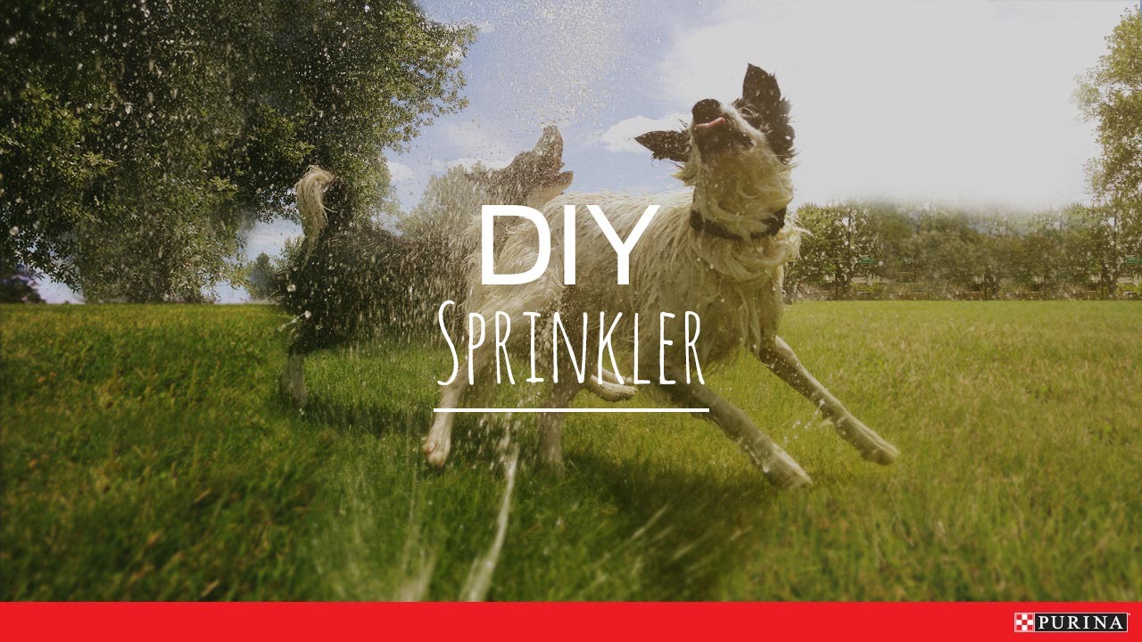 puppy paradise DIY Sprinkler - Purina