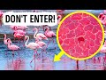 Don't Touch the Water, If You See Flamingos in It