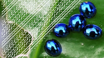 Perpetual Azure Second [2025 Re-Issue]