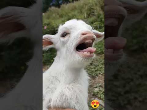 Goat Funny Trending Cats Bakri Viralshort