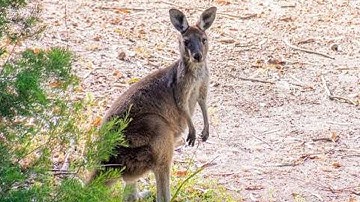 Chuột Túi Kangaroo – Loài linh vật nổi tiếng của đất nước Úc