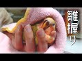 【お迎え13日目】子どもを育ててる感じ│コザクラインコ雛