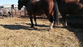 Horse Stallion 943