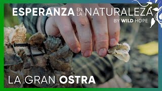 Cómo los arrecifes de ostras pueden reconstruir el puerto de Nueva York | Esperanza en la naturaleza