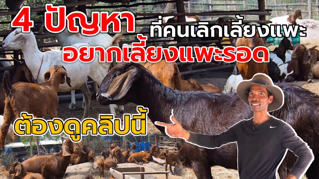 4 ปัญหาที่คนเลิกเลี้ยงแพะ อยากเลี้ยงแพะให้อยู่รอด ต้องดูคลิปนี้ | พี่ขม DY ดีงามฟาร์ม จ.นครสวรรค์