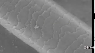キューティクル 高校生物実験 電子顕微鏡編 Youtube
