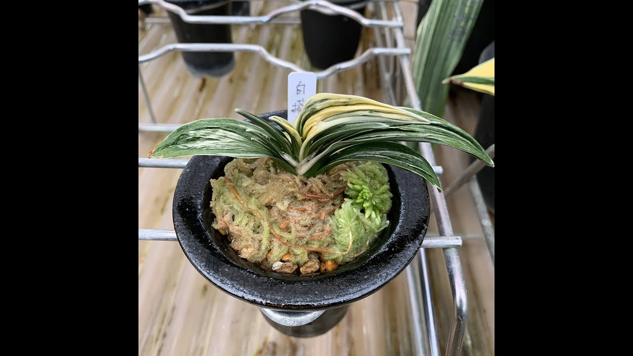 日本の観葉植物 直線美のすぐれた品種 線が美しいオモトは飽きがこない 白塔 万年青 Youtube 日本の観葉植物 直線美のすぐれた品種 線が美しいオモトは飽きがこない 白塔 万年青 Youtube