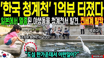 한국 청계천 또 난리났다! 일본에선 멸종된 백로, 멸종 위기 동물 등장한 충격 영상  CNN 다큐멘터리 시청률 1위 기록 [해외감동사연]