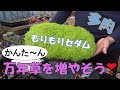 もりもりセダム 万年草を増やそう! 多肉生産者「pukupuku taniku」