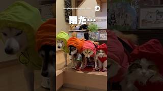 雨の日はやっぱりどんよりする☔｜PECO #柴犬と猫 #柴犬 #黒柴 #赤柴 #茶柴 #サイベリアン #猫 #shibainuandcat #shibainu #siberian #cat