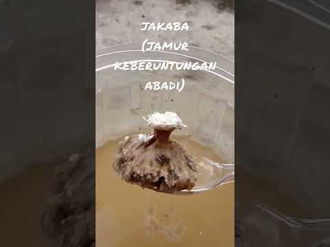 Video: Kapan BPK diperkenalkan?