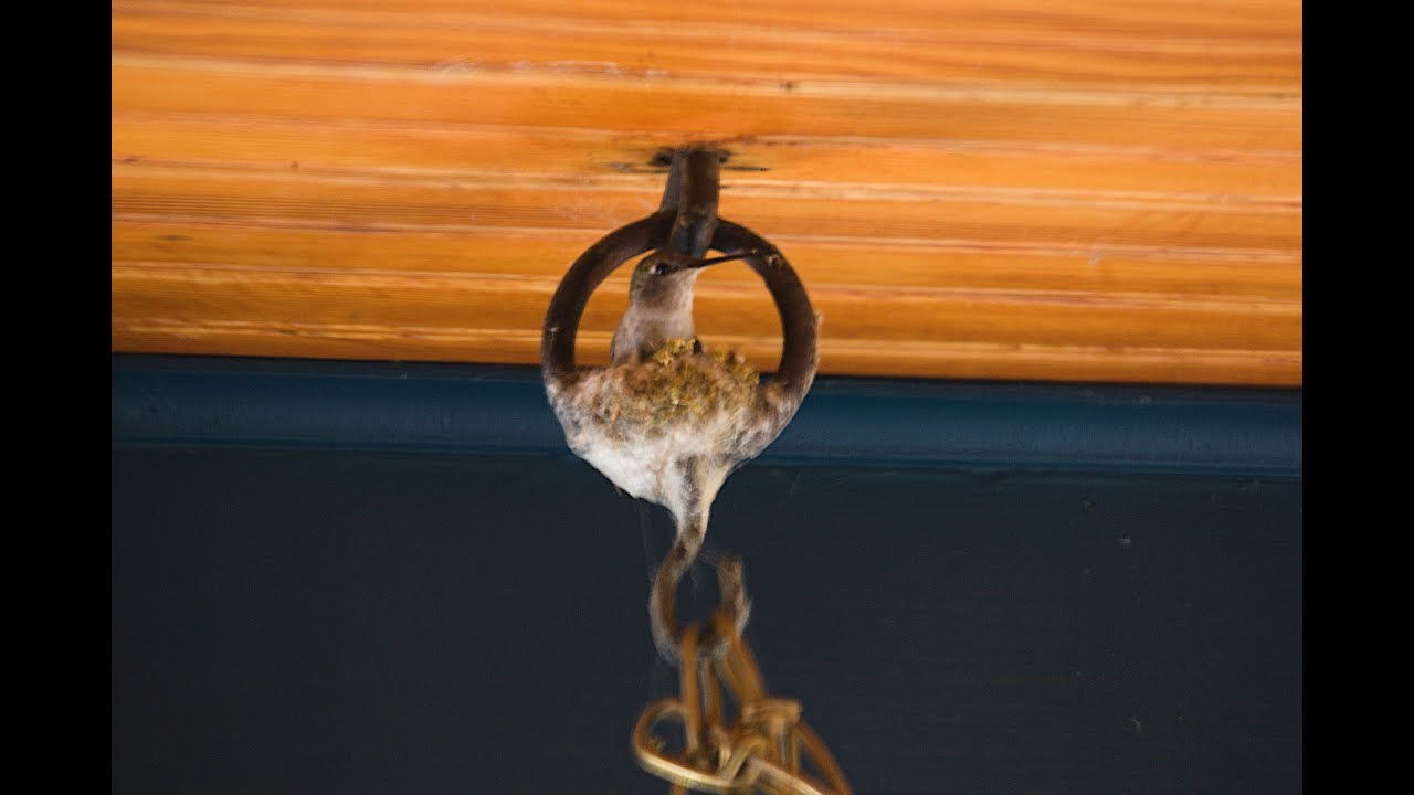 Hummingbird Live Nest Cam