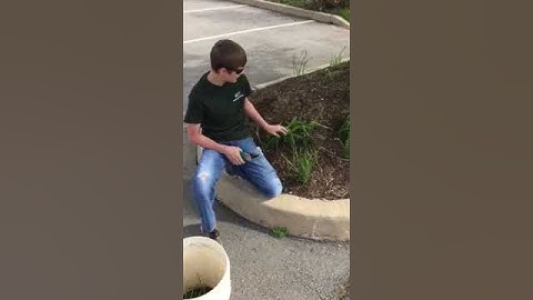 Trimming back your daffodils