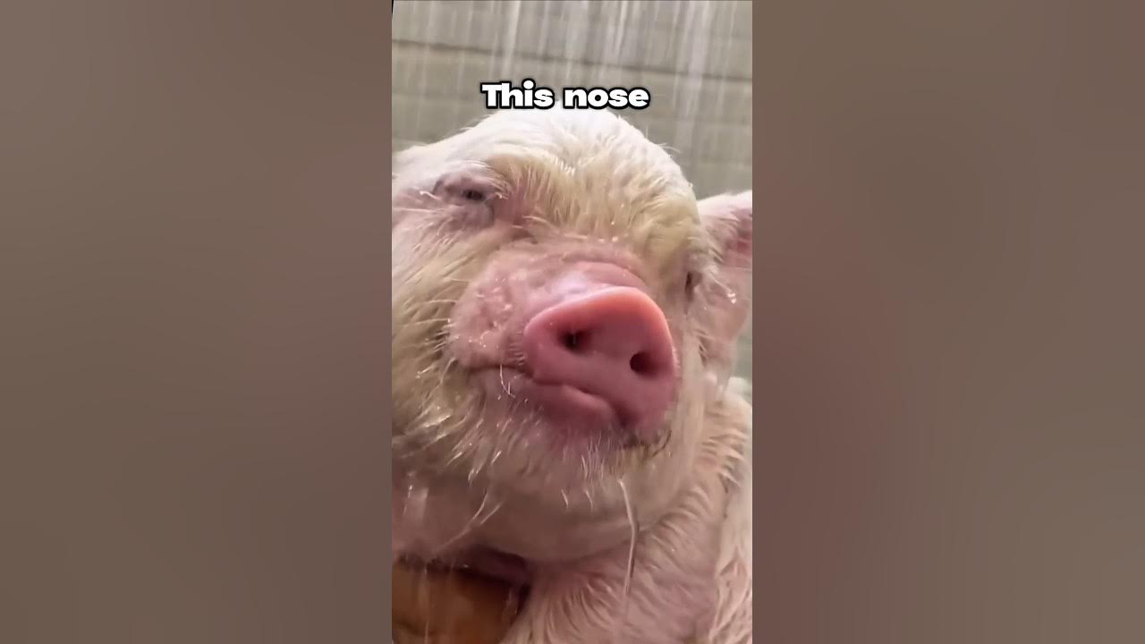 Episode 4 - Piggy's Nose Knows - Why Monsters Exist #music #piggy #cute #song #edit #badpiggies Episode 4 - Piggy's Nose Knows - Why Monsters Exist #music #piggy #cute #song #edit #badpiggies