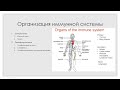 Иммунная система 1. Органы иммунной системы