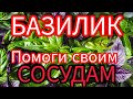 Базилик полезен ли вашему здоровью. КАК правильно употреблять чтобы был Эффект от БАЗИЛИКА.