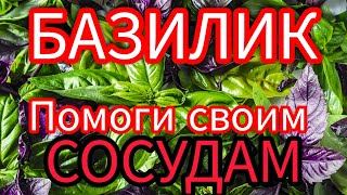 Базилик полезен ли вашему здоровью. КАК правильно употреблять чтобы был Эффект от БАЗИЛИКА.