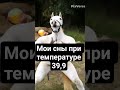 #pixverse #кривая #нейросеть