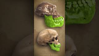 Body Parts That Are Slowly Disappearing! What Is Evolution Taking From Us?