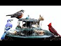 Front Yard House Fountain Bird Bath w/ Squirrels 2014