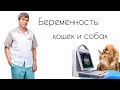 БЕРЕМЕННОСТЬ И РОДЫ домашних животных//Что необходимо знать хозяину