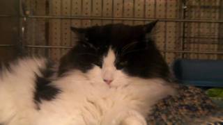 Kitty at PetSmart screenshot 4