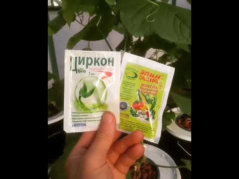 Обработка растений Циркон