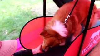 Psí Škola Kopaniny