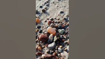 Белемниты на берегу Балтийского моря