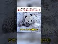 雪の中で遊ぶ子パンダ！ 母パンダの優しい見守りとは！？ #子パンダ #パンダ母子 #雪の中 #野生観察 #かわいい動物